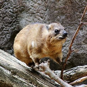 Rock Hyrax
