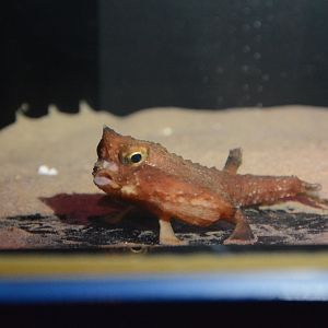 Giant triangular batfish (Malthopsis gigas)