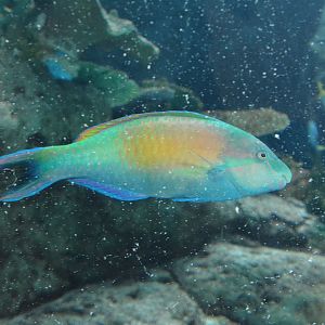 Yellow-tail parrotfish (Scarus hypselopterus)