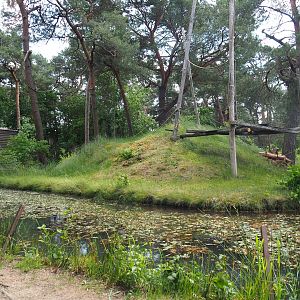 De Brazza's guenon island, 2022-06-12