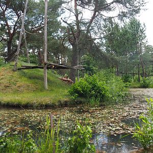 De Brazza's guenon island, 2022-06-12