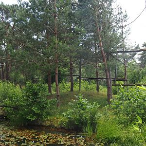 De Brazza's guenon island, 2022-06-12