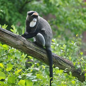 De Brazza's guenon (Cercopithecus neglectus), 2022-06-12