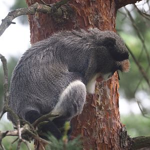 De Brazza's guenon (Cercopithecus neglectus), 2022-06-12