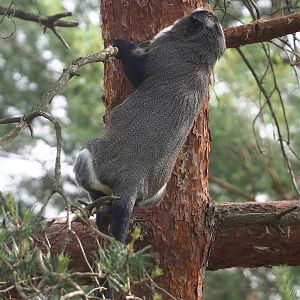 De Brazza's guenon (Cercopithecus neglectus), 2022-06-12