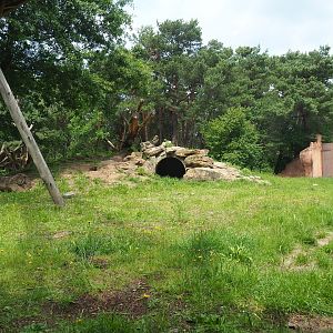 Indian sloth bear, Asian small-clawed otter and Corsac fox exhibit,  2022-06-12
