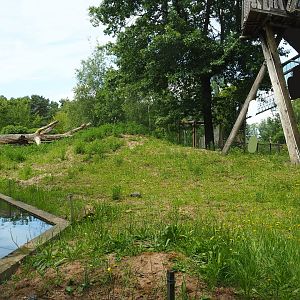 Indian sloth bear, Asian small-clawed otter and Corsac fox exhibit, 2022-06-12