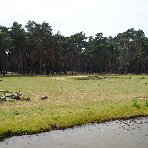 Western sitatunga and Red forest buffalo exhibit, 2022-06-12