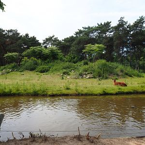 Western sitatunga and Red forest buffalo exhibit, 2022-06-12