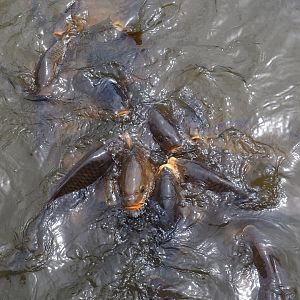 Common carp (Cyprinus carpio), 2022-06-12