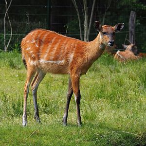 Western sitatunga (Tragelaphus spekii gratus), 2022-06-12
