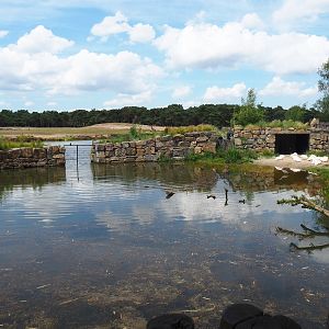 Great white pelican exhibit, 2022-06-12