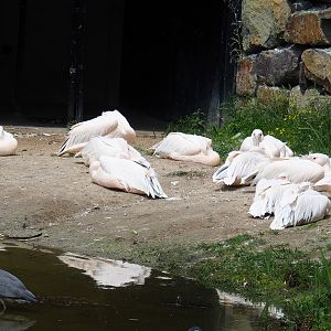 Great white pelicans (Pelecanus onocrotalus) and Wild Grey heron (Ardea cinerea), 2022-06-12