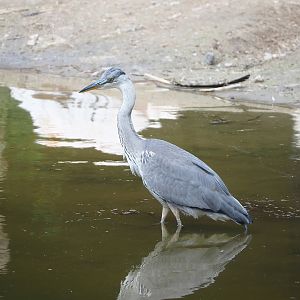 Wild Grey heron (Ardea cinerea), 2022-06-12