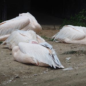 Great white pelicans (Pelecanus onocrotalus), 2022-06-12