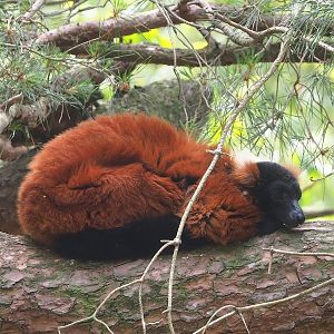 Red ruffed lemur (Varecia rubra), 2022-06-12