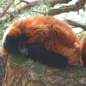 Red ruffed lemur (Varecia rubra), 2022-06-12