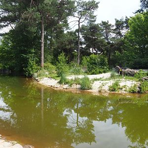 African penguin exhibit, 2022-06-12