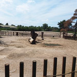 Southern white rhinoceros separation paddock, 2022-06-12