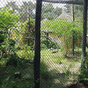 Red-crested turaco and Spotted dikkop aviary, 2022-06-12