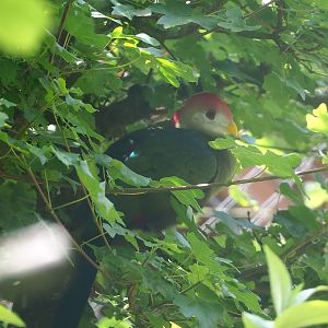 Red-crested turaco (Tauraco erythrolophus), 2022-06-12