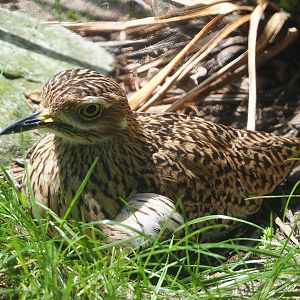 Spotted dikkop (Burhinus capensis), 2022-06-12