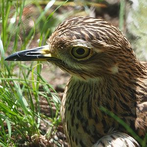 Spotted dikkop (Burhinus capensis), 2022-06-12