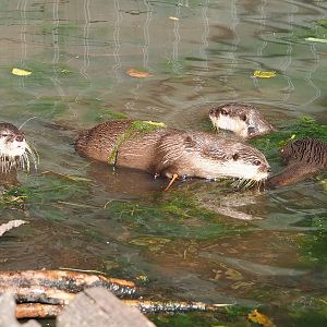 Asian small-clawed otters (Aonyx cinereus), 2022-10-09