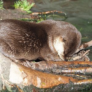 Asian small-clawed otter (Aonyx cinereus), 2022-10-09