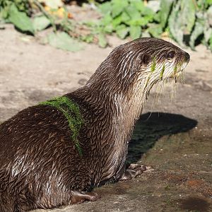 Asian small-clawed otter (Aonyx cinereus), 2022-10-09