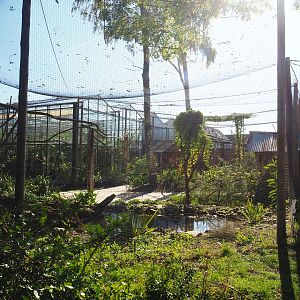 Linnaeus' two-toed sloth, Golden lion tamarin and White-faced saki walk-through exhibit, 2022-10-09
