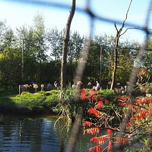 Madidi - South American aviary, 2022-10-09