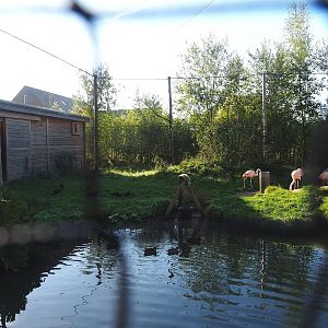 Madidi - South American aviary, 2022-10-09