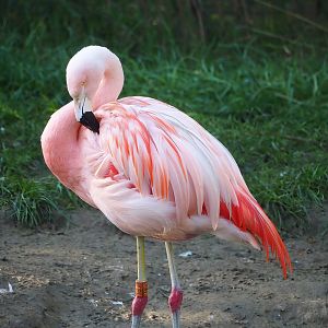 Chilean flamingo (Phoenicopterus chilensis), 2022-10-09