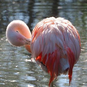 Chilean flamingo (Phoenicopterus chilensis), 2022-10-09