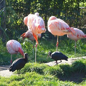 Chilean flamingos (Phoenicopterus chilensis) and Puna ibises (Plegadis ridgwayi), 2022-10-09