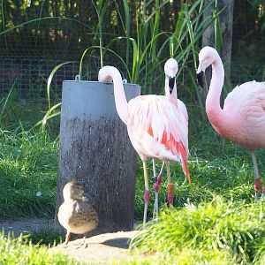 Chilean flamingo (Phoenicopterus chilensis) using feeder, 2022-10-09