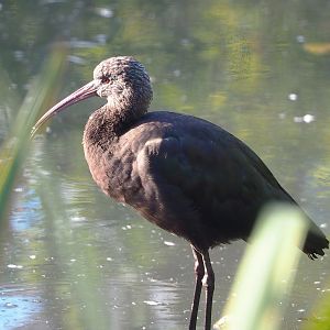 Puna ibis (Plegadis ridgwayi), 2022-10-09