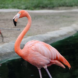 American Flamingo (Phoenicopterus ruber) and American White Ibis (Eudocimus albus)