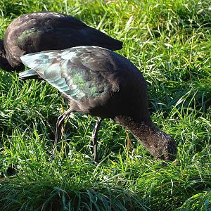 Puna ibis (Plegadis ridgwayi), 2022-10-09
