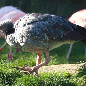 Southern screamer (Chauna torquata), 2022-10-09