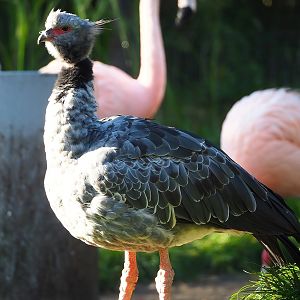 Southern screamer (Chauna torquata), 2022-10-09