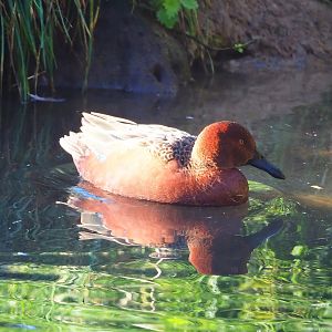 Cinnamon teal (Spatula cyanoptera), 2022-10-09