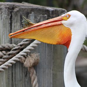 American White Pelican (Pelecanus erythrorhynchos)