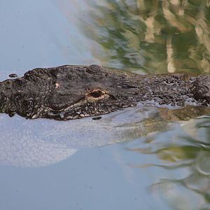 American Alligator (Alligator mississippiensis)