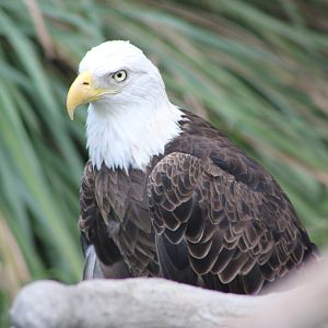Bald Eagle (Haliaeetus leucocephalus)