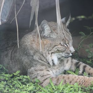 Bobcat (Lynx rufus)