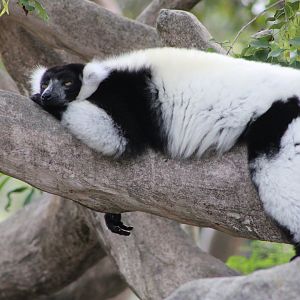 Black-and-White Ruffed Lemur (Varecia variegata)