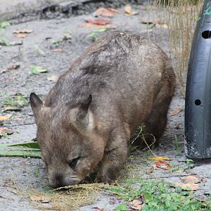 Adelaide the Southern Hairy-Nosed Wombat (Lasiorhinus latifrons)