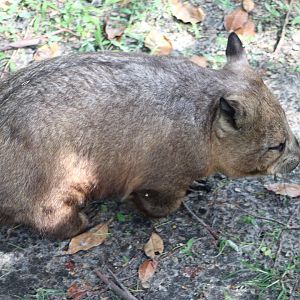 Adelaide the Southern Hairy-Nosed Wombat (Lasiorhinus latifrons)